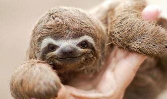 斯凯奇动物最新爆料,神秘生物惊现，揭秘未知世界之谜